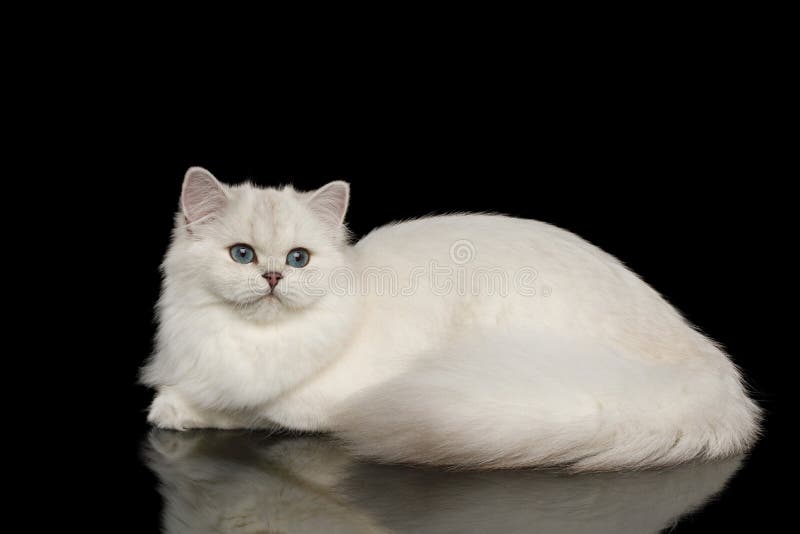 Colore bianco di Britannici del gatto simile a pelliccia della razza su fondo nero isolato fotografie stock libere da diritti Colore bianco di Britannici del gatto simile a pelliccia della razza su fondo nero isolato fotografie stock libere da diritti