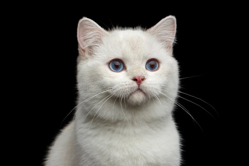Colore bianco di Britannici del gatto simile a pelliccia della razza su fondo nero isolato immagine stock Colore bianco di Britannici del gatto simile a pelliccia della razza su fondo nero isolato immagine stock