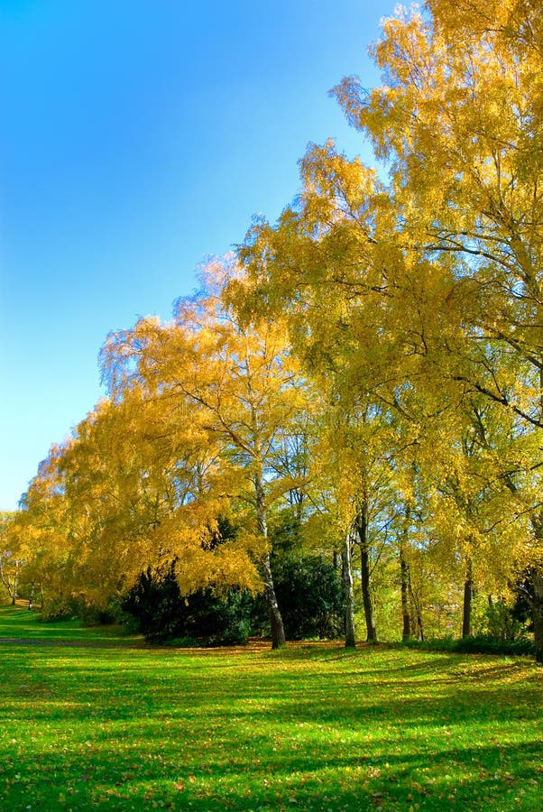 Colore giallo del giardino di autunno