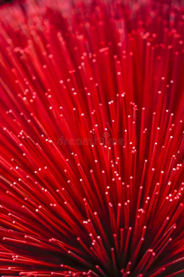 Colore rosso incenso connette lo sfondo della trama Ristorazione di pacchi di incenso tradizionali vietnamiti fotografie stock libere da diritti Colore rosso incenso connette lo sfondo della trama Ristorazione di pacchi di incenso tradizionali vietnamiti fotografie stock libere da diritti