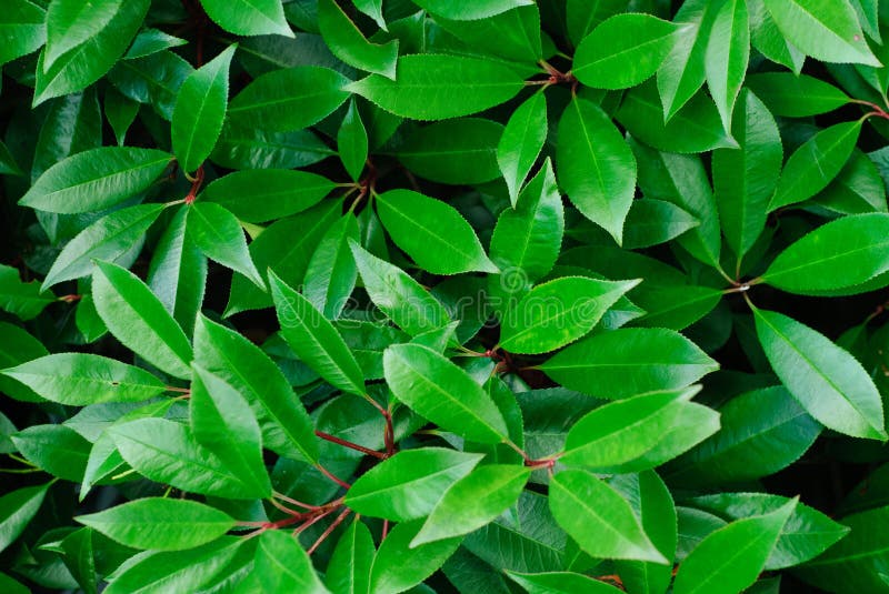 Close-up of green leaves plant (Photinia x fraseri Red Robin). Close-up of green leaves plant (Photinia x fraseri Red Robin)