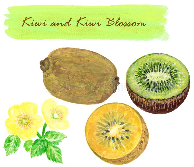 Colore sano dell'oro verde del kiwi della raccolta dell'acquerello e fiore del kiwi con le foglie del ramo isolate su malato bota royalty illustrazione gratis Colore sano dell'oro verde del kiwi della raccolta dell'acquerello e fiore del kiwi con le foglie del ramo isolate su malato bota royalty illustrazione gratis