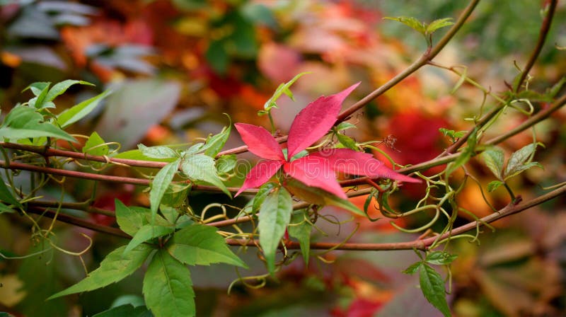 Colored autumn leaves shining on the sun