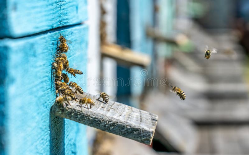 Colored bee hives, the bees return to their hives carrying honey with them