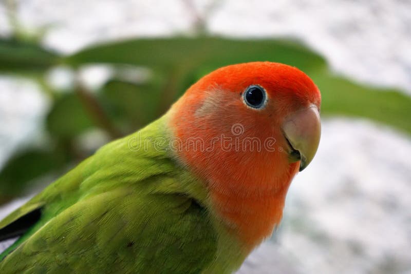 Image of colored cute lovebird agapornis pet parakeet. Image of colored cute lovebird agapornis pet parakeet.