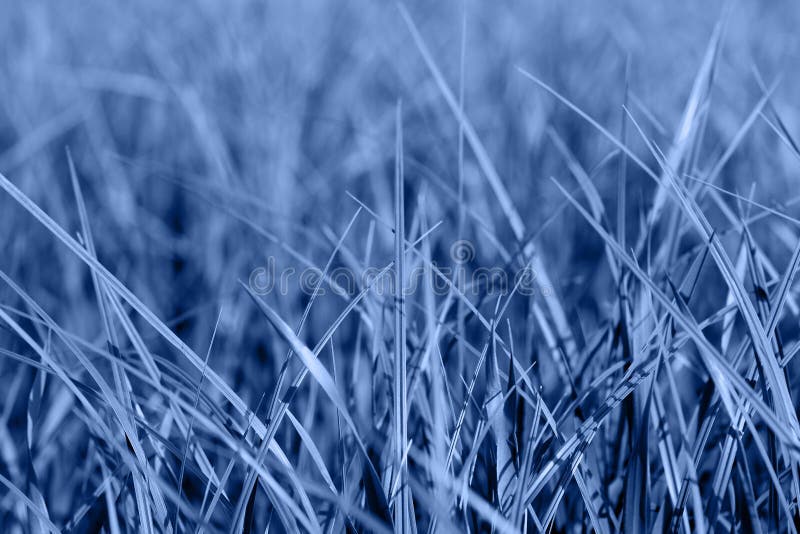 Colored Blue Grass Background. Blue Grass Texture for Print, Web Use,  Posters and Banners Stock Image - Image of backdrop, freshness: 166070213