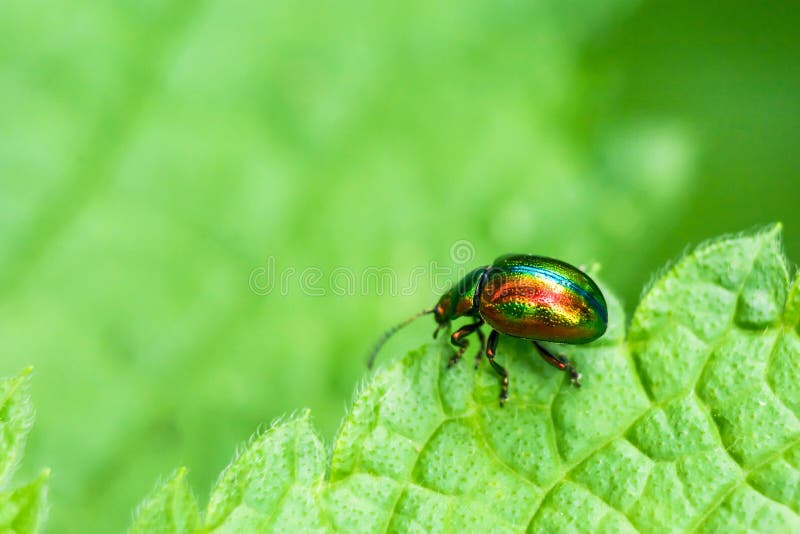 Colored Bug Sits on a Green Leaf Stock Photo - Image of natural, male ...