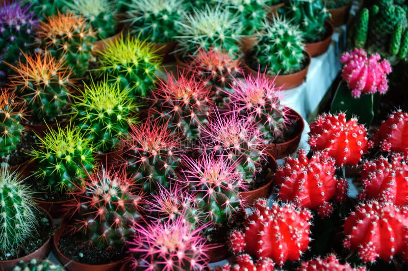 Colored cacti stock photo. Image of garden, paint, cactus 46149436
