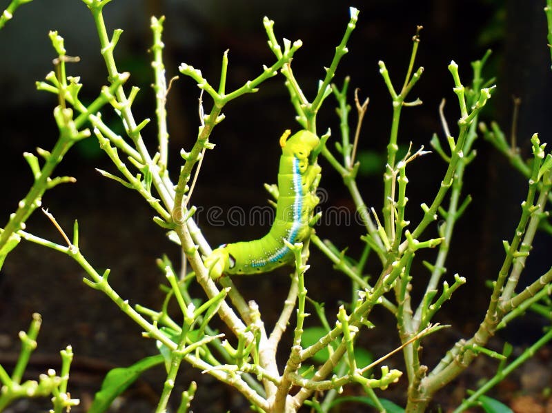 Colored Caterpillar or Green Worm on the Plant Stock Photo Image of animal, lepidoptera 78621612
