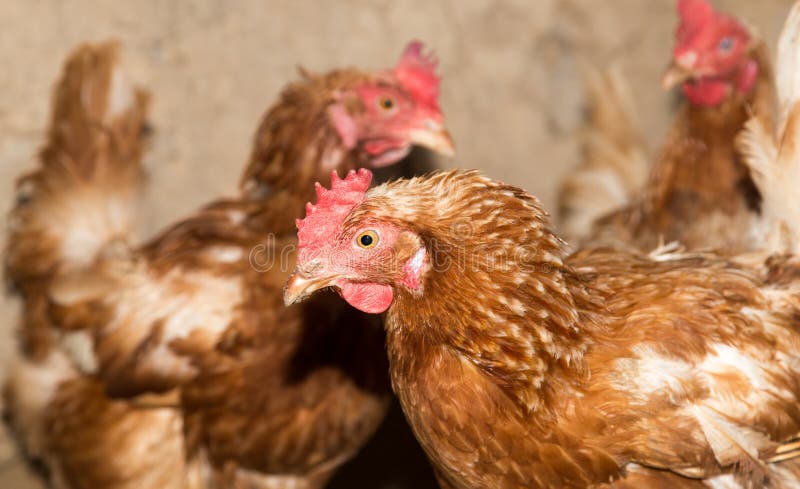 Colored chicken on chicken farm