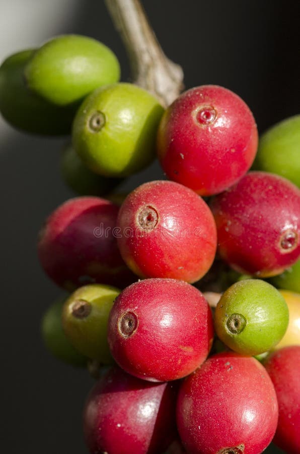 Colored Coffee Berries on the Coffee Tree Stock Image Image of bitter, wake 165930005