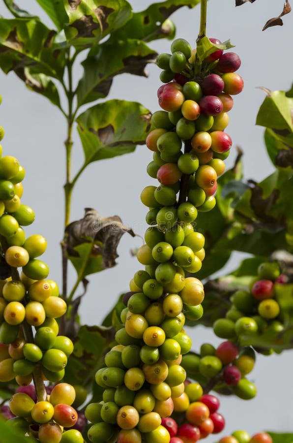 Colored Coffee Berries on the Coffee Tree Stock Photo Image of tree