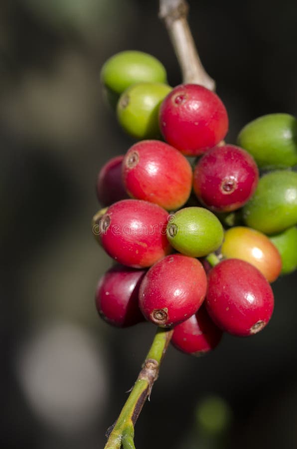 Colored Coffee Berries on the Coffee Tree Stock Photo Image of