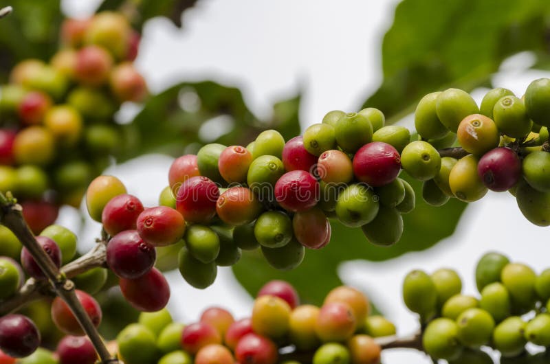 Colored Coffee Berries on the Coffee Tree Stock Photo Image of coffee