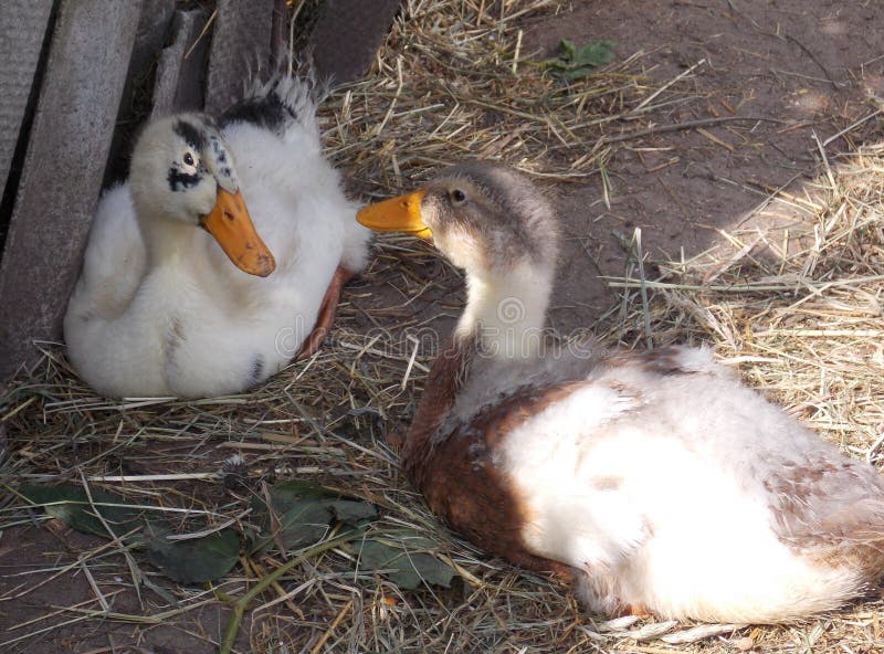 Colored ducklings stock photo. Image of baby, ducks - 220984624