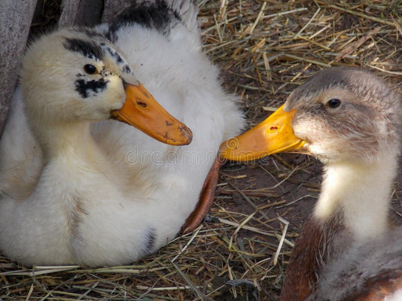 Colored ducklings stock image. Image of colored, ducks - 220984625