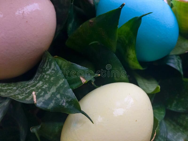 Colored eggs in plants stock photo. Image of decoration 90939124