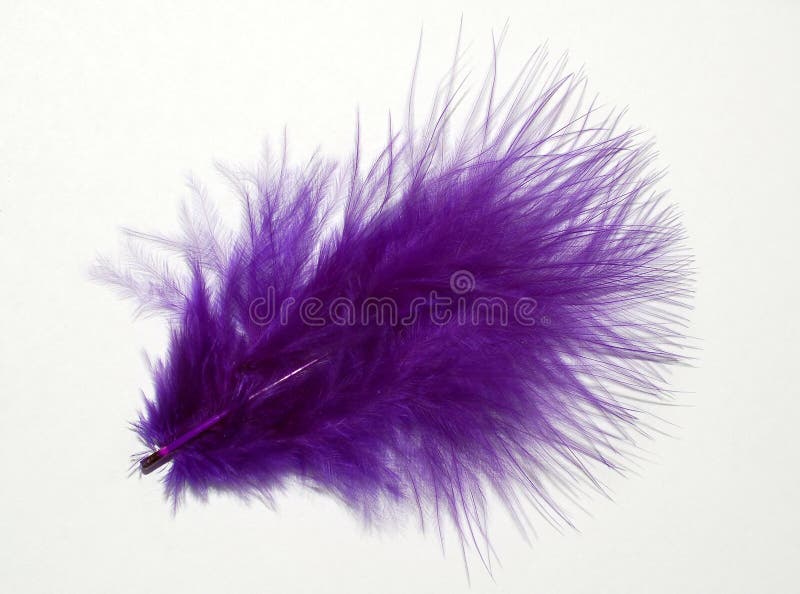 Colored feathers stock photo. Image of natural, softness 12489534