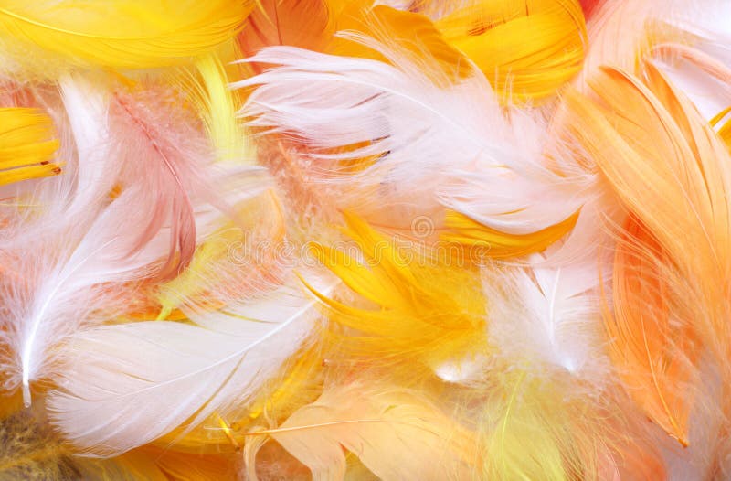 Colored feathers stock images