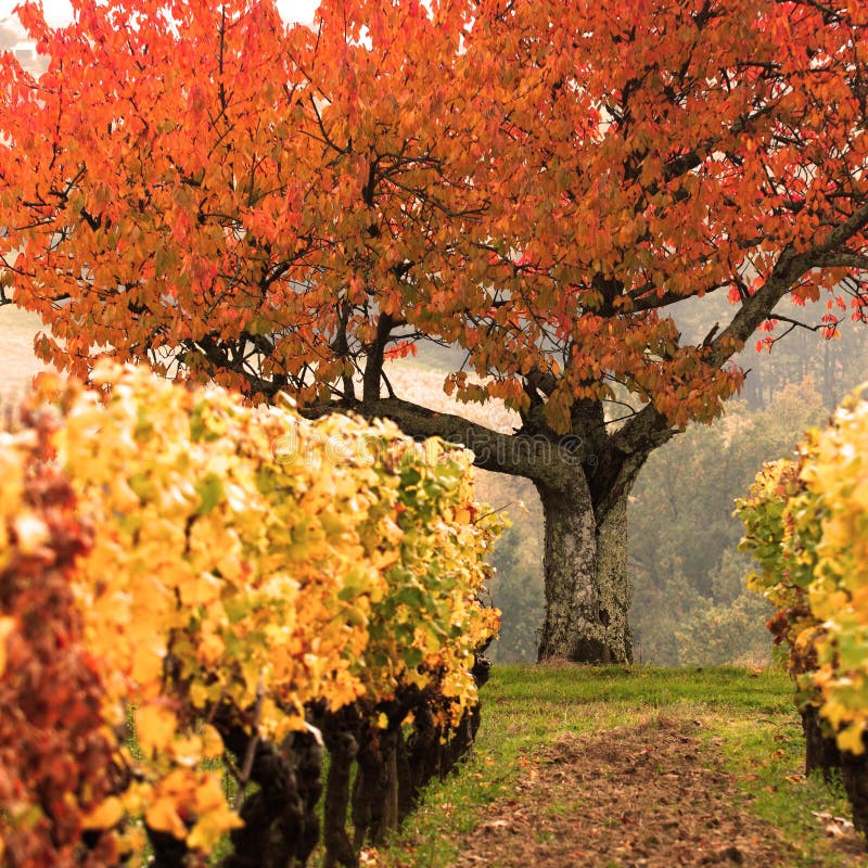 Vineyard, Blenheim, New Zealand Stock Photo Image of orchards, fruit