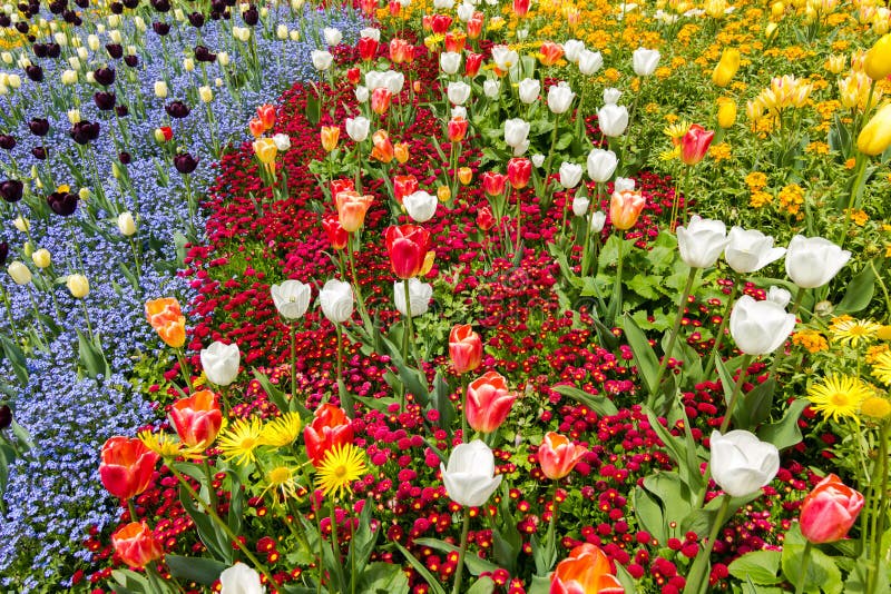 Colored flower bed in Spring. royalty free stock photo Colored flower bed in Spring. royalty free stock photo