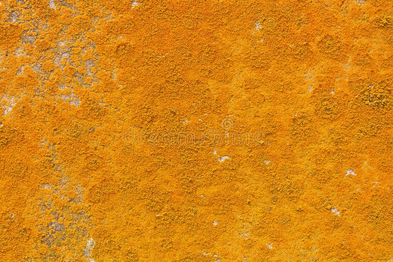 Colored Fungus on Concrete Wall Stock Image Image of green, material