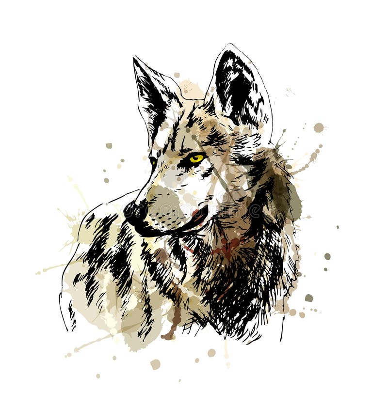 Colored hand sketch wolfs head