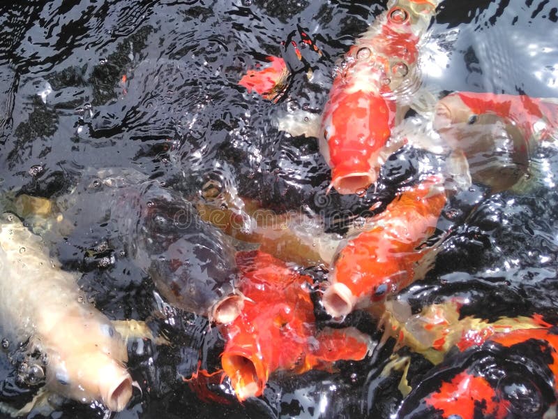 Colored koi fish in pond stock photo. Image of animal 274936454