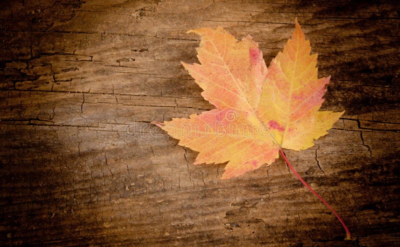 Colored Leaf Background stock photo. Image of wooden - 35075818