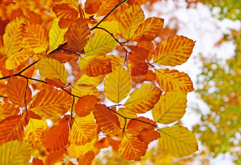Colored leaves