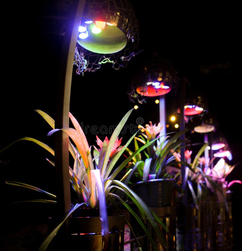 Colored lights and trees stock image. Image of lights 85806623