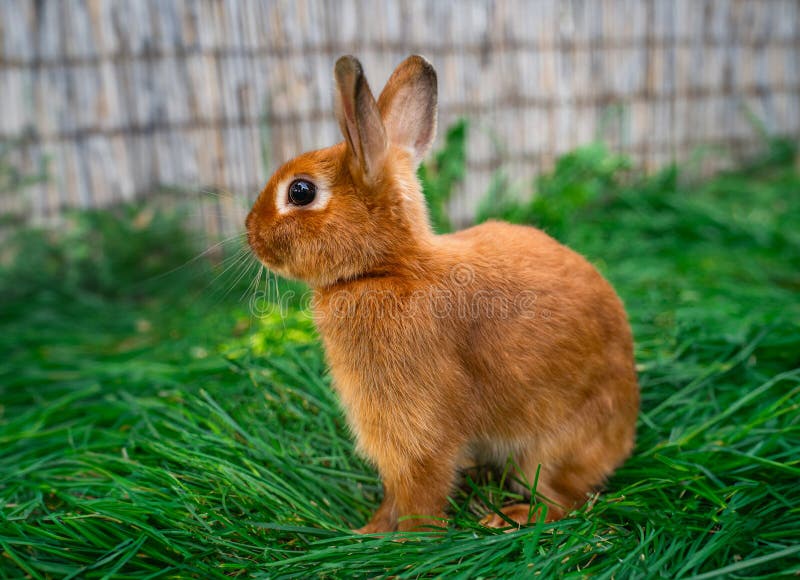 Squirrel with easter eggs stock image. Image of holidays - 20246345
