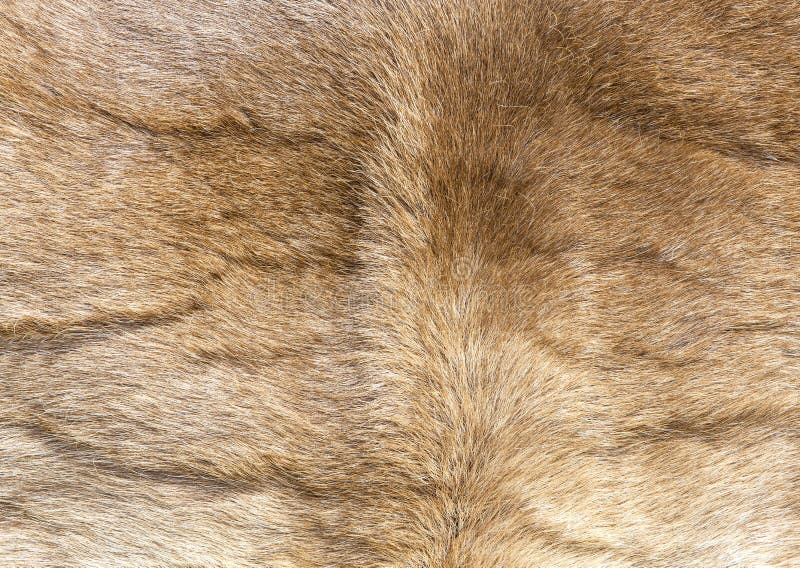 Reindeer Pelt stock image. Image of texture, mammal, hide - 51695535