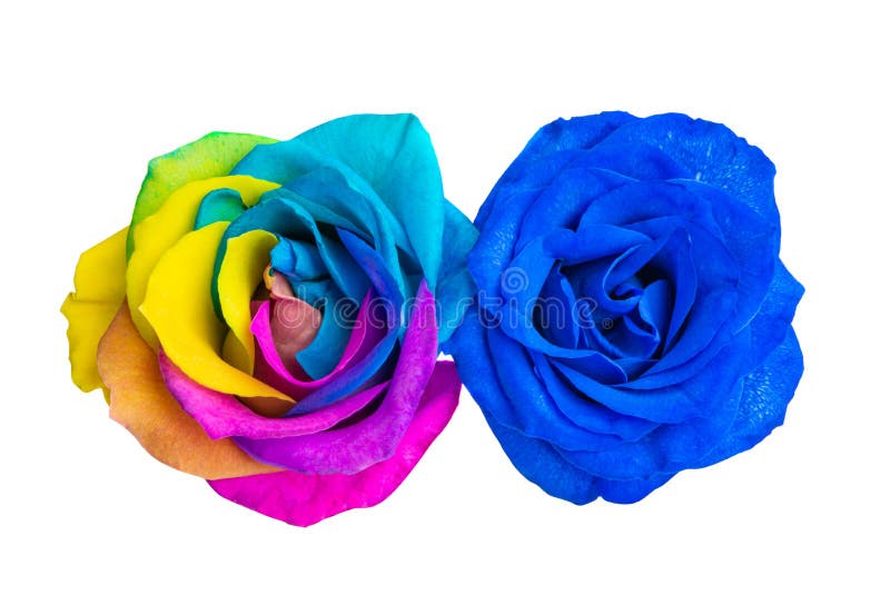 Colored rose isolated stock photo. Image of perfection 242384552