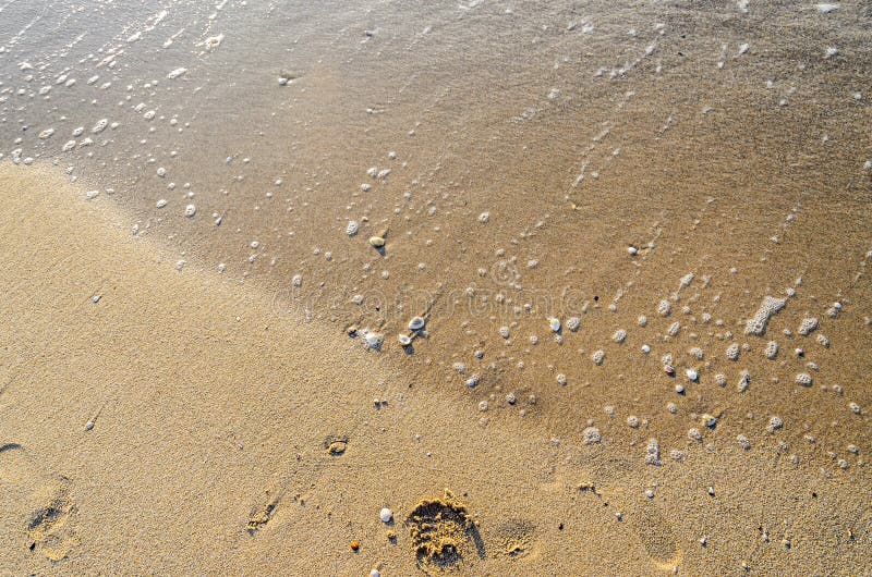 Colored sea shell standing in the golden beach sand, close up