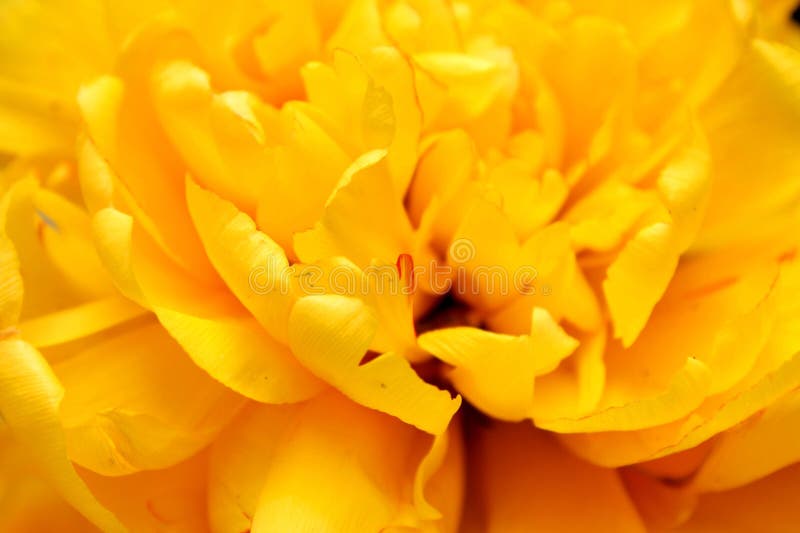 colored yellow background of tulip leaves. colored yellow background of tulip leaves.