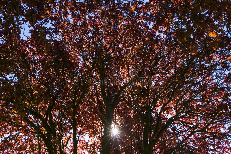 Árbol de Caoba: El 'Oro Rojo' de Quintana Roo