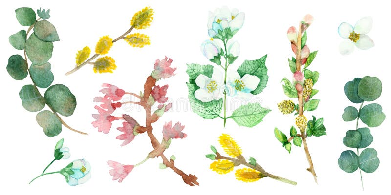 Colores De Agua Naturales Floridos Con Ramas Y Hojas De Eucalipto Verdes, Sauce Amarillo, Flores De Jazmín Blancas, Ap Rosa Stock de ilustración - Ilustración de planta, flor: 168921500 Colores De Agua Naturales Floridos Con Ramas Y Hojas De Eucalipto Verdes, Sauce Amarillo, Flores De Jazmín Blancas, Ap Rosa Stock de ilustración - Ilustración de planta, flor: 168921500