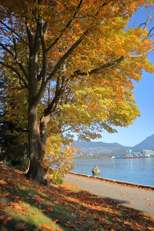 Colores de la caída en el ` s Stanley Park de Vancouver imagen de archivo libre de regalías Colores de la caída en el ` s Stanley Park de Vancouver imagen de archivo libre de regalías