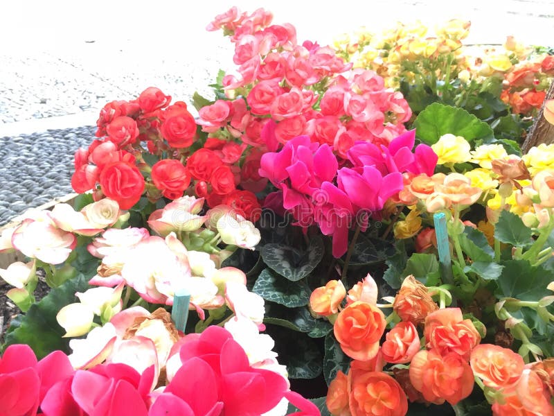 Colores de la flor foto de archivo. Imagen de amarillo 135029692