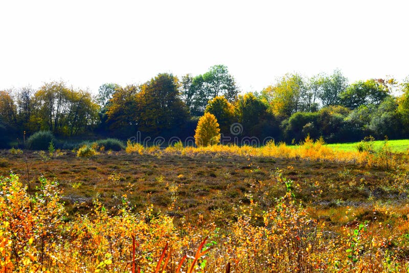 Strohner Märchen is a caldera in the Eifel. These caldera lakes are called Maar. Strohner Märchen is a regional expression making it sound smaller than a Maar. The misunderstanding with the same sounding fairy tale can be easily understood when seeing this half dry caldera in autumn, with all these colors. Strohner Märchen is a caldera in the Eifel. These caldera lakes are called Maar. Strohner Märchen is a regional expression making it sound smaller than a Maar. The misunderstanding with the same sounding fairy tale can be easily understood when seeing this half dry caldera in autumn, with all these colors.