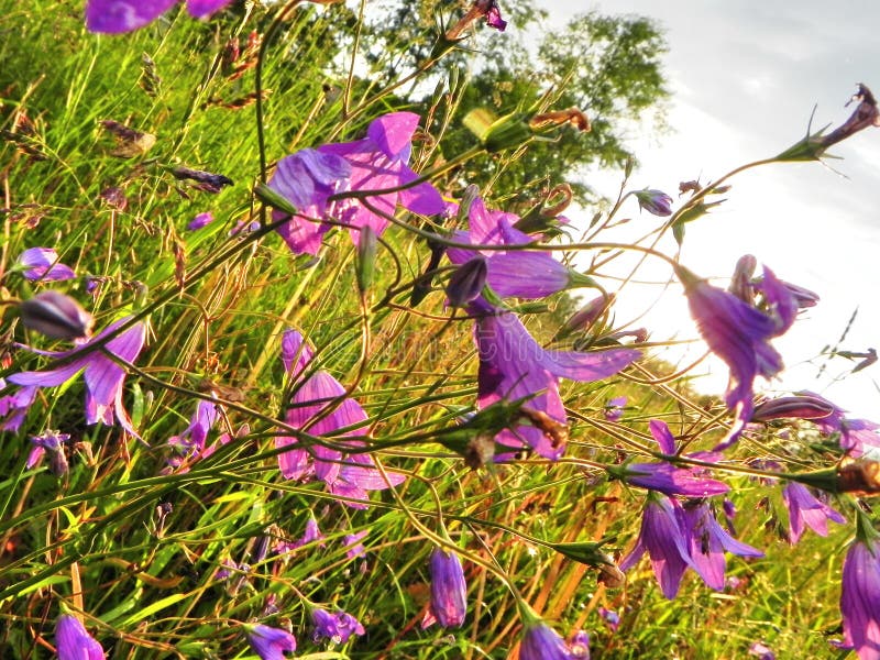 Colores hermosos de las flores del verano Colores de la naturaleza del verano Detalles y primer imagen de archivo Colores hermosos de las flores del verano Colores de la naturaleza del verano Detalles y primer imagen de archivo