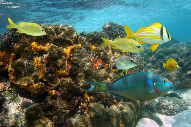Colores submarinos en un arrecife de coral imagen de archivo libre de regalías Colores submarinos en un arrecife de coral imagen de archivo libre de regalías