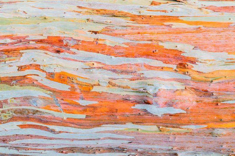 Colorful abstract pattern texture of Eucalyptus tree bark