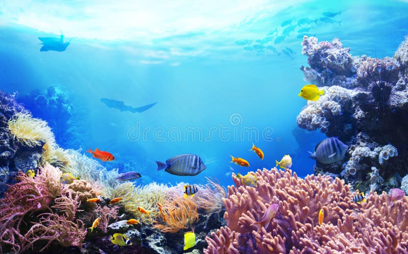 Life in the Coral Reef. Ecosystem. Stock Photo - Image of marine ...