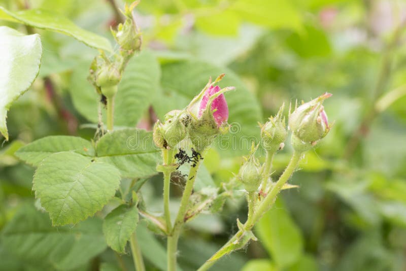 Colorful Aphids Damage Roses in Garden Stock Image Image of leaf