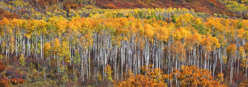 Colorful Aspen trees