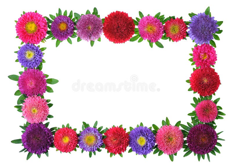 Colorful aster floral frame