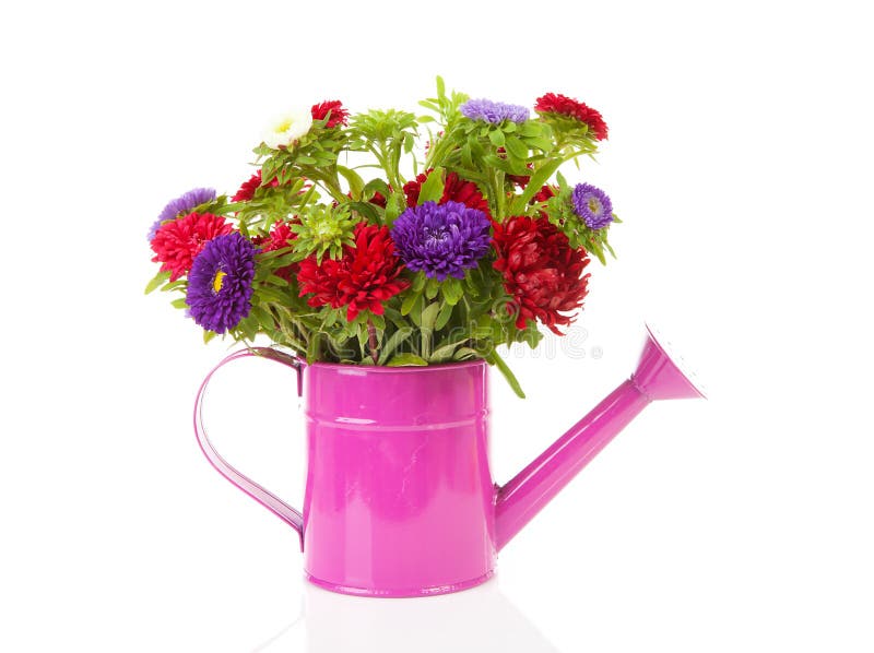 Colorful Asters Flowers in Vase Stock Photo - Image of studio, english ...