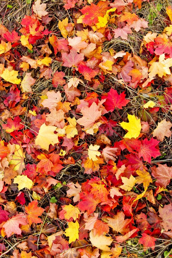 Colorful autmn leaves stock image. Image of color, drawing - 27297121